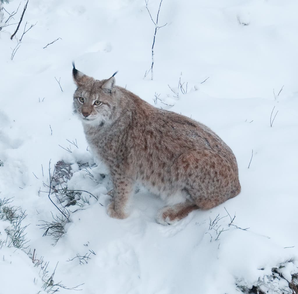 lynx