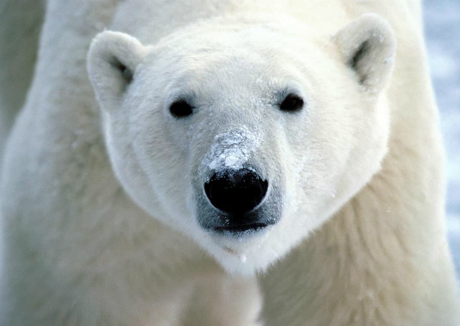 white_bear