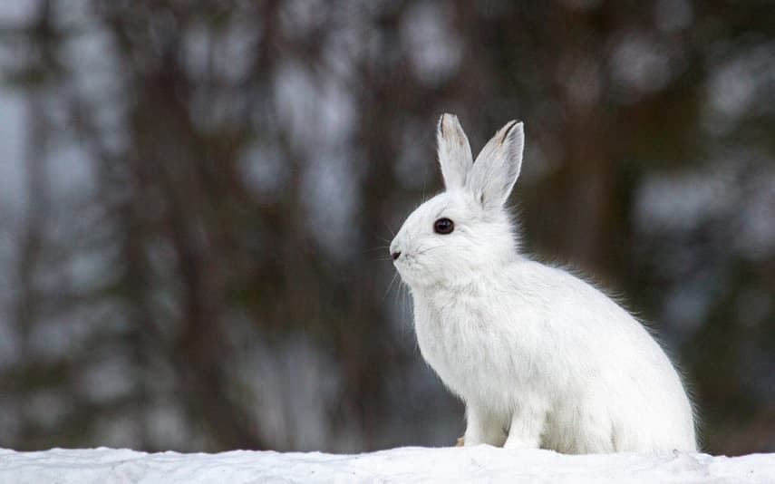 white_hare