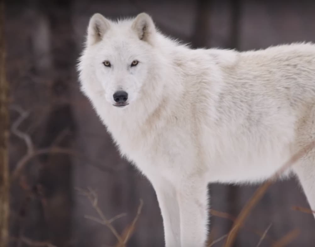 wolf