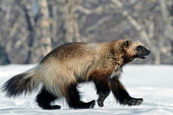wolverine